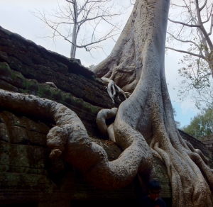Ta Prohm, 12th-13th century, Siem Reap
