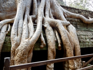 Ta Prohm, 12th-13th century, Siem Reap