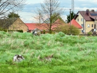 Remains of the Jewish Cemetary in Tiktin. Yankel and my other ancestors are undoubtedly buried here