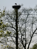 A resident of the stork village near Tiktin