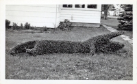 Alligator topiary postcard