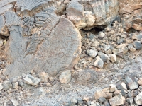 A carving on the trail to the Waikoloa petroglyphs. These words are Inscribed backwards, which apparently is not unusual.