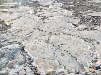 Words and symbols at  the Waikoloa petroglyphs