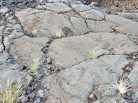 Words at the Waikoloa petroglyphs