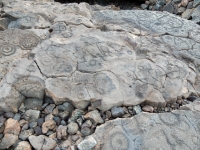 Many circles, the Waikoloa petroglyphs