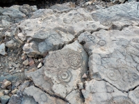 Many circles, the Waikoloa petroglyphs