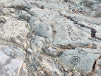 A column of cupules, and circles, the Waikoloa petroglyphs