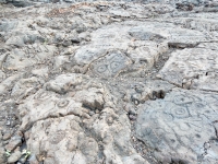 A plethora of petroglyphs at Waikoloa